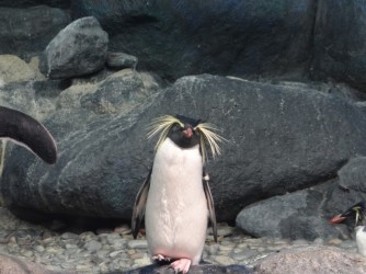 24 Pingwin UnderWater World Langkawi