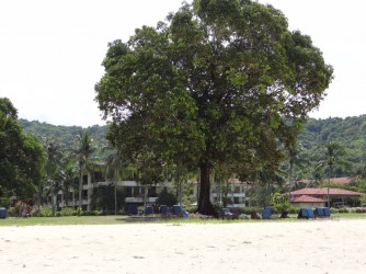 60 Tree on the beach