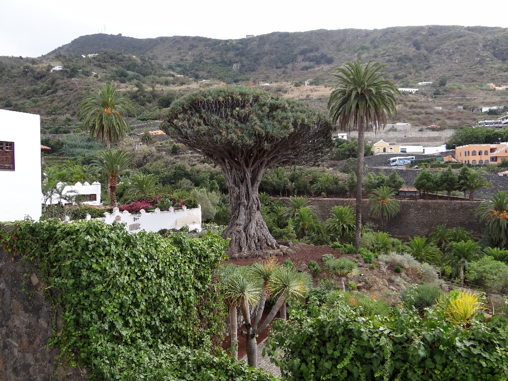 North Tenerife Dragon tree