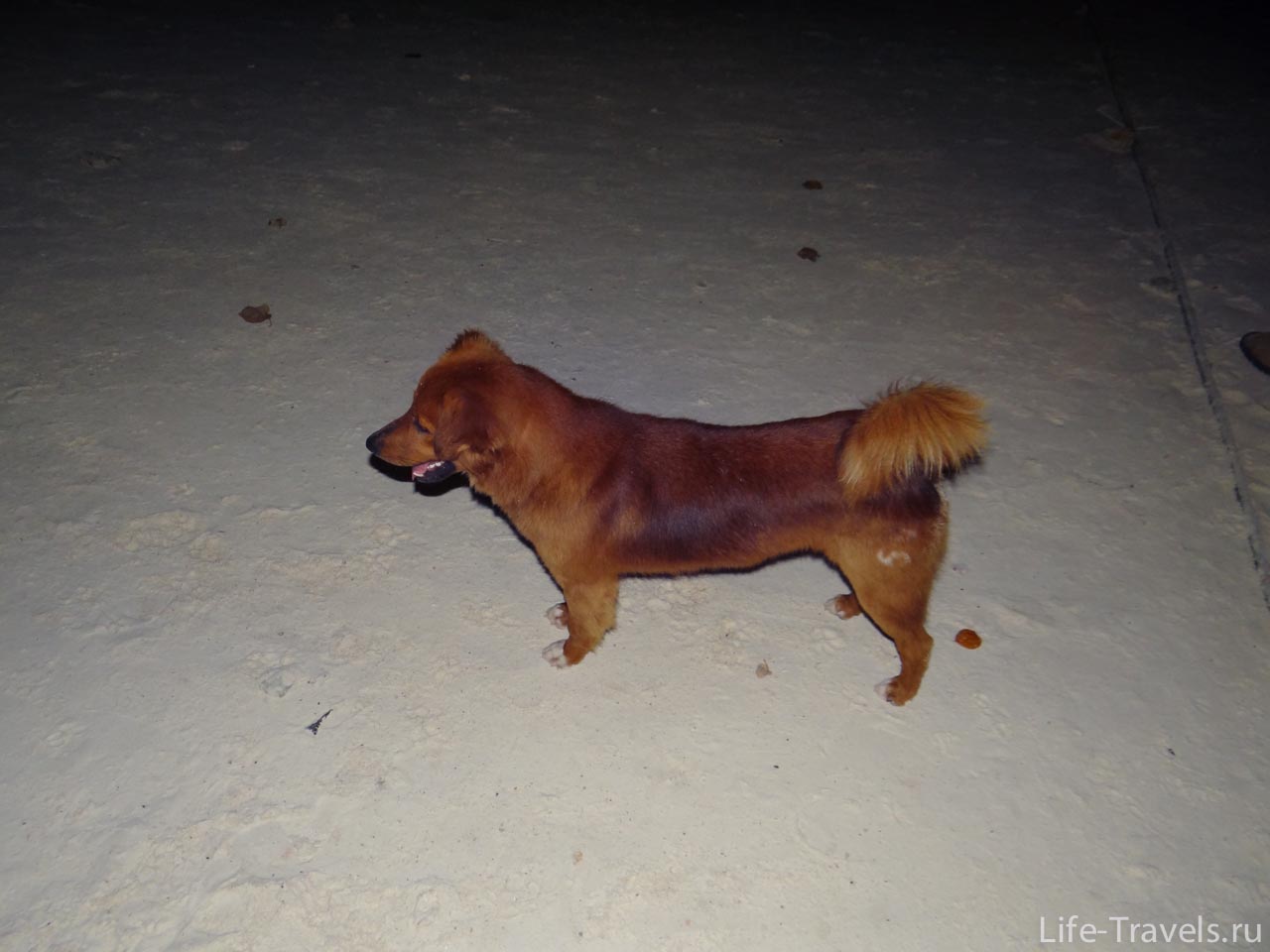 Ko Lipe beach dog